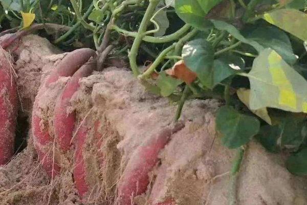 哪些蔬菜适合种在沙土地上面，包含洋葱、韭菜、萝卜等品种