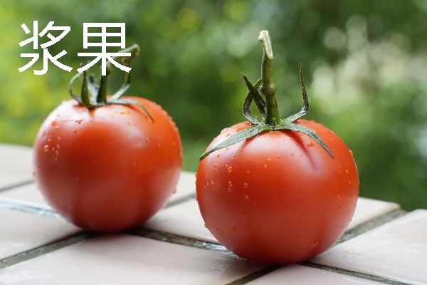 有什么常见的单果，包含核果、浆果、柑果等种类