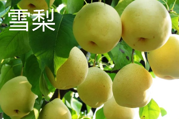 有什么常见的单果，包含核果、浆果、柑果等种类