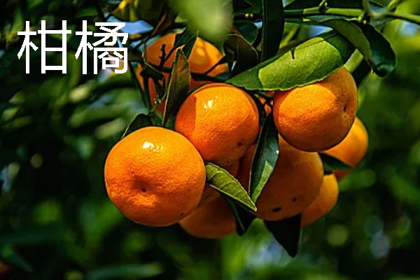 有什么常见的单果，包含核果、浆果、柑果等种类