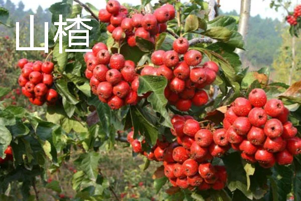 有什么常见的单果，包含核果、浆果、柑果等种类