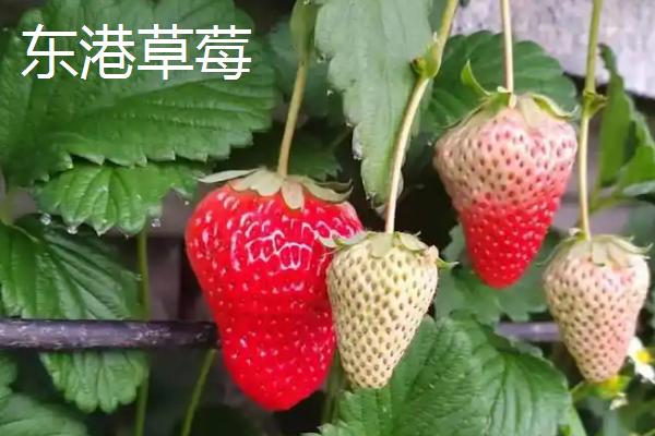 辽宁东港市的特产，有东港梭子蟹、东港泥螺等