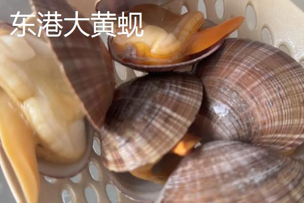 辽宁东港市的特产，有东港梭子蟹、东港泥螺等