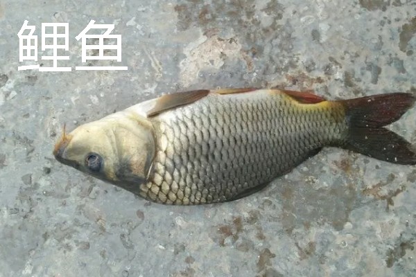 短浮漂和长浮漂的区别，前者翻身速度快、后者翻身速度慢