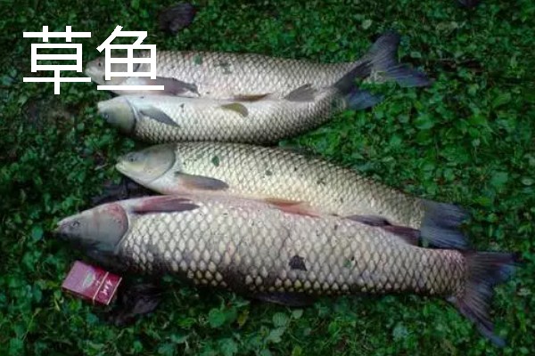 短浮漂和长浮漂的区别，前者翻身速度快、后者翻身速度慢