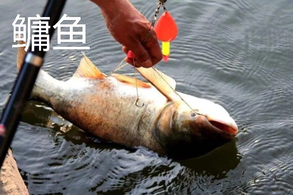 短浮漂和长浮漂的区别，前者翻身速度快、后者翻身速度慢