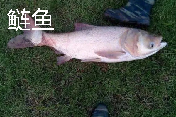 短浮漂和长浮漂的区别，前者翻身速度快、后者翻身速度慢