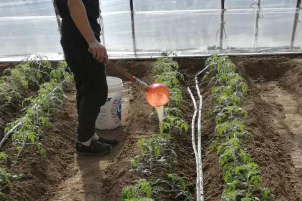 如何使用枯草芽孢杆菌，主要采取拌种、喷雾、灌根等方式