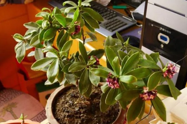 瑞香花种多久才会开放，生长1-2年便具备开花能力