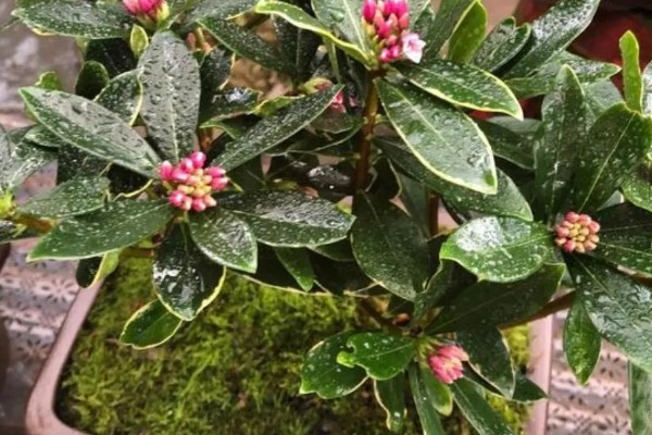瑞香花种多久才会开放，生长1-2年便具备开花能力