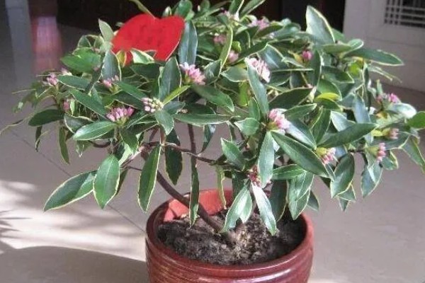 瑞香花种多久才会开放，生长1-2年便具备开花能力