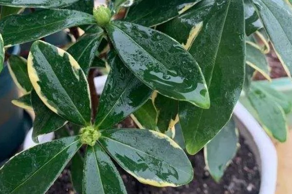 瑞香花种多久才会开放，生长1-2年便具备开花能力