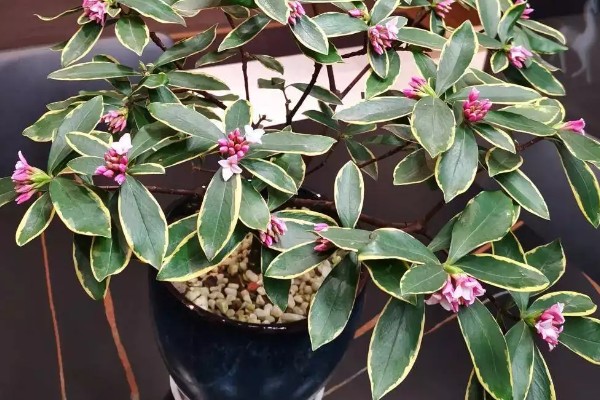瑞香花种多久才会开放，生长1-2年便具备开花能力