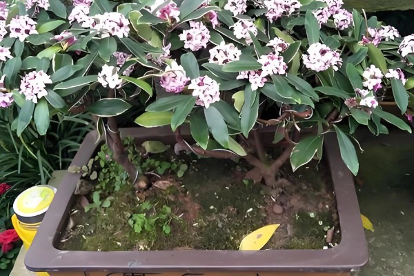 瑞香花种多久才会开放，生长1-2年便具备开花能力