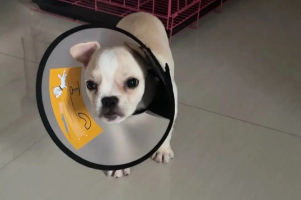 狗狗生殖器流脓的原因，可能是尿道口感染所致