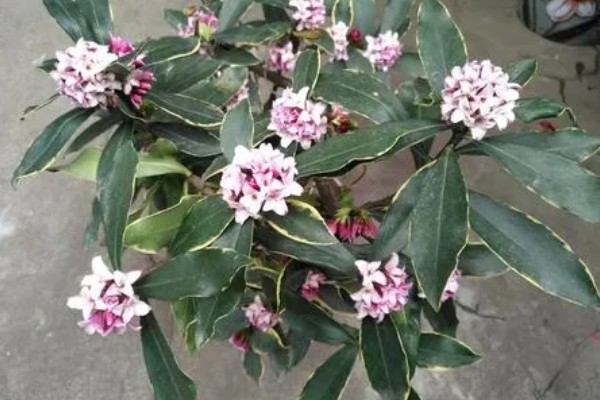 瑞香花种多久才会开放，生长1-2年便具备开花能力
