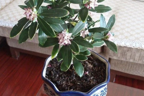 瑞香花种多久才会开放，生长1-2年便具备开花能力