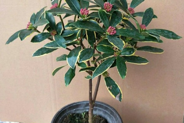 瑞香花种多久才会开放，生长1-2年便具备开花能力