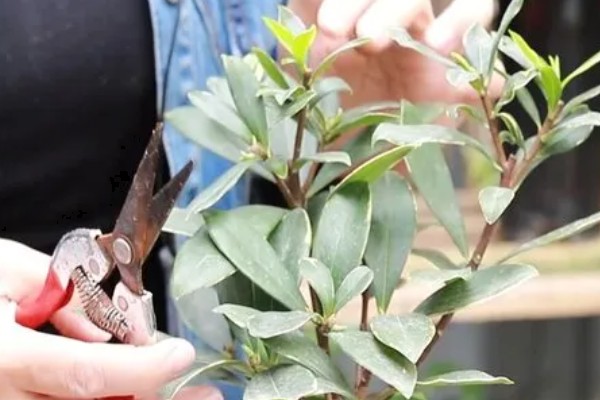 瑞香花种多久才会开放，生长1-2年便具备开花能力