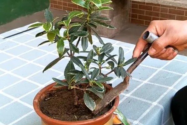瑞香花种多久才会开放，生长1-2年便具备开花能力