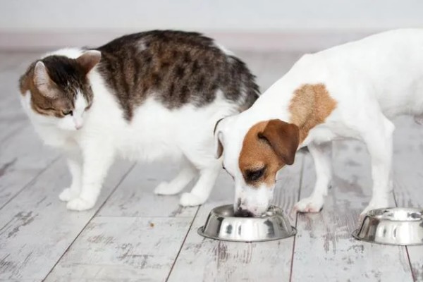 狗吃猫粮会有哪些影响，会导致肥胖