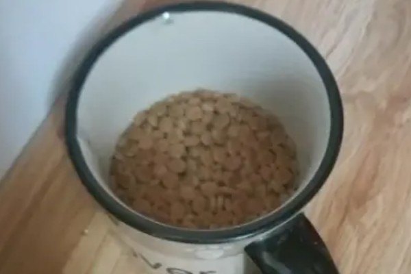 狗吃猫粮会有哪些影响，会导致肥胖