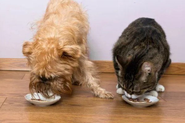 狗吃猫粮会有哪些影响，会导致肥胖