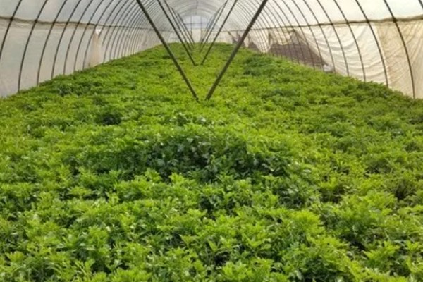 冬天栽培芹菜的要点，遇到低温天气时覆盖双层薄膜可以防冻