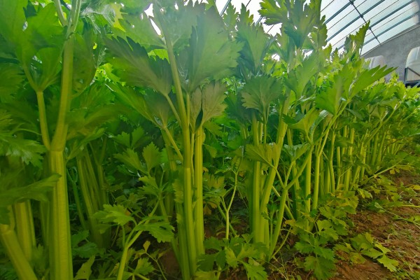 冬天栽培芹菜的要点，遇到低温天气时覆盖双层薄膜可以防冻