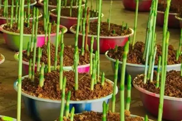 天麻无性繁殖栽培方式，选择7g左右的白麻作种为宜