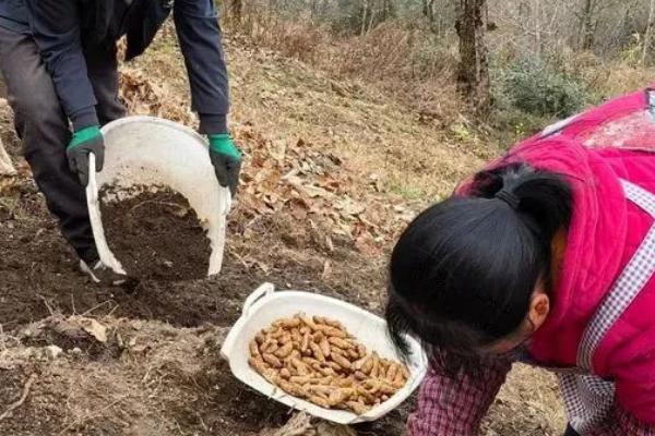 天麻无性繁殖栽培方式，选择7g左右的白麻作种为宜
