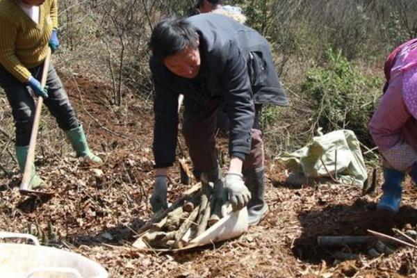 天麻无性繁殖栽培方式，选择7g左右的白麻作种为宜