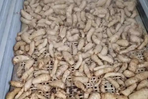 天麻无性繁殖栽培方式，选择7g左右的白麻作种为宜