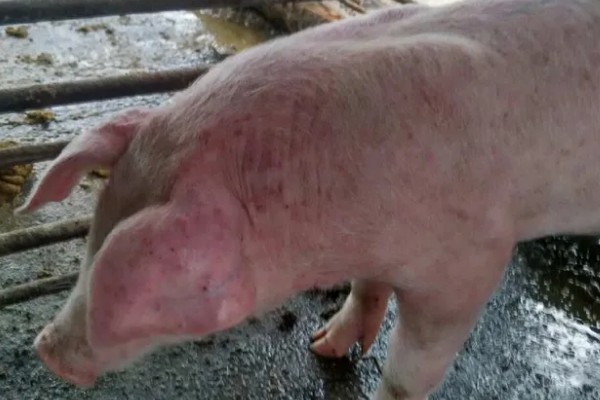 猪皮肤发红的治疗方法，可降低猪舍温度