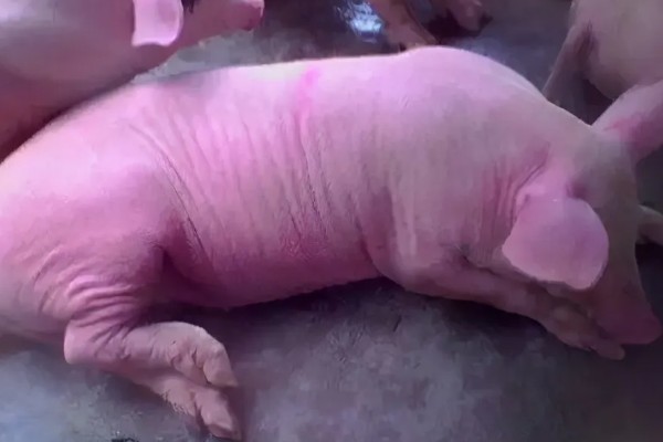 猪皮肤发红的治疗方法，可降低猪舍温度
