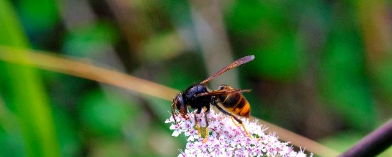 墨胸胡蜂的简介，属于常见的大型胡蜂