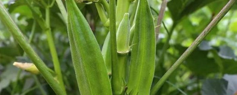 秋葵怎么种植，每穴播种2-3颗