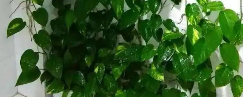 绿萝根太长能剪掉吗，最好不要剪掉