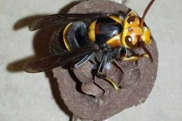 墨胸胡蜂的简介，属于常见的大型胡蜂