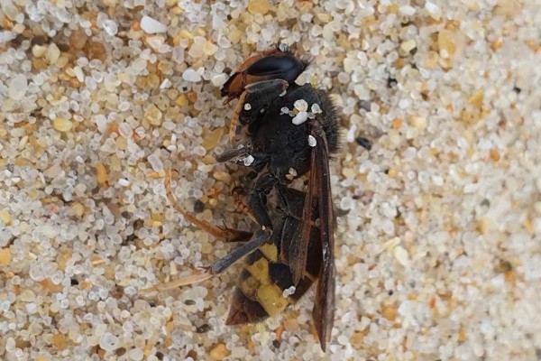 墨胸胡蜂的简介，属于常见的大型胡蜂