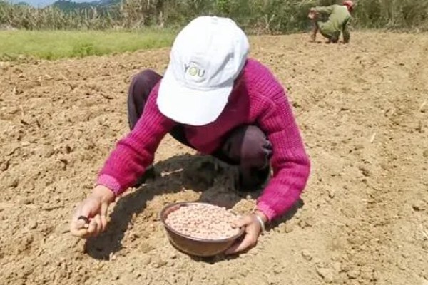 怎么种花生才能高产，选择产量较高且抗逆性强的品种