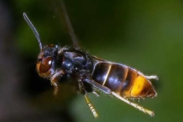 墨胸胡蜂的简介，属于常见的大型胡蜂