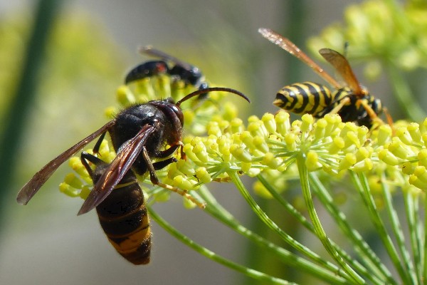 墨胸胡蜂的简介，属于常见的大型胡蜂