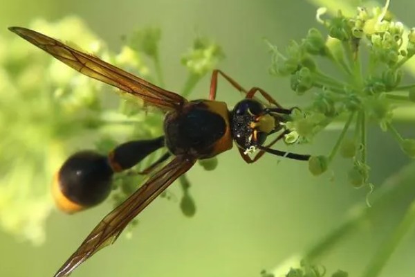墨胸胡蜂的简介，属于常见的大型胡蜂