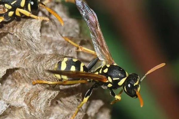 墨胸胡蜂的简介，属于常见的大型胡蜂