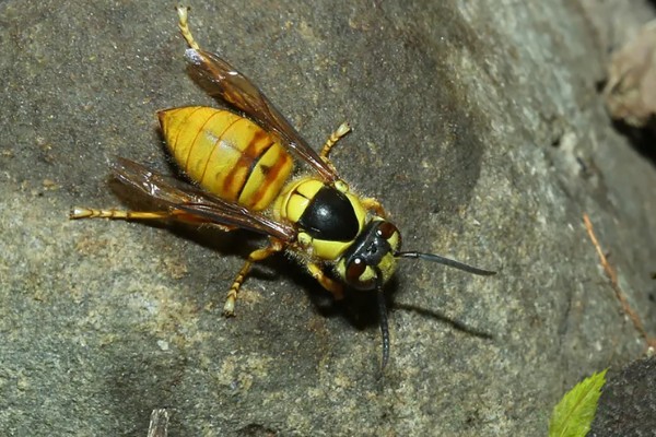 墨胸胡蜂的简介，属于常见的大型胡蜂