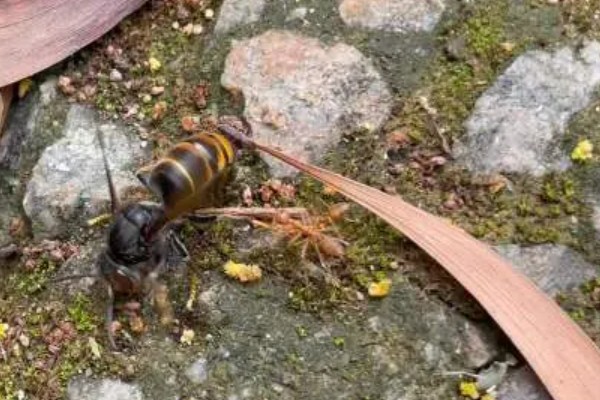 墨胸胡蜂的简介，属于常见的大型胡蜂