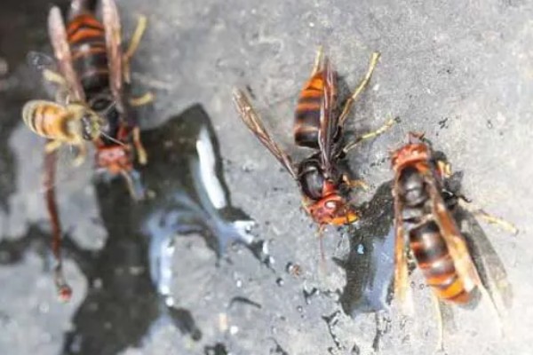 墨胸胡蜂的简介，属于常见的大型胡蜂