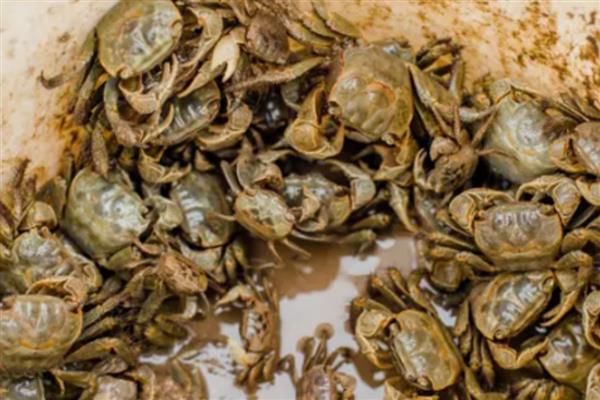 蟛蜞的养殖方法，7-8月份主喂水花生等植物性饵料