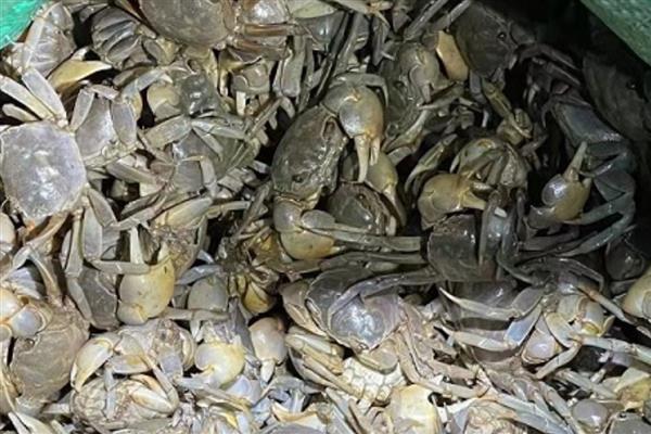 蟛蜞的养殖方法，7-8月份主喂水花生等植物性饵料
